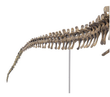 Load image into Gallery viewer, T-REX™ - Tyrannosaurus Model - Take Your Model Collection To The Next Level