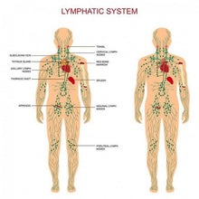 Load image into Gallery viewer, Lymphatic Drainage Ginger Oil