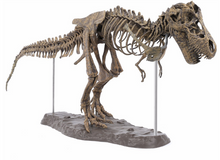 Load image into Gallery viewer, T-REX™ - Tyrannosaurus Model -  Take Your Model Collection To The Next Level
