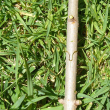 Load image into Gallery viewer, IGRAFT™ Professional Garden Grafting Tool Kit - Create garden your way

