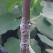 Load image into Gallery viewer, IGRAFT™ Professional Garden Grafting Tool Kit - Create garden your way
